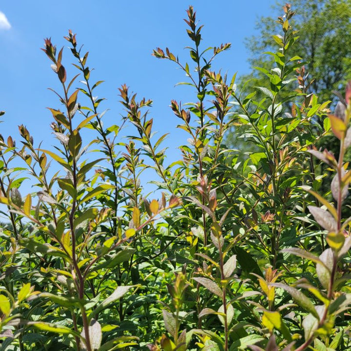 Purple-tinted, upright foliage of Solidago rugosa 'Fireworks' (Rough Goldenrod)