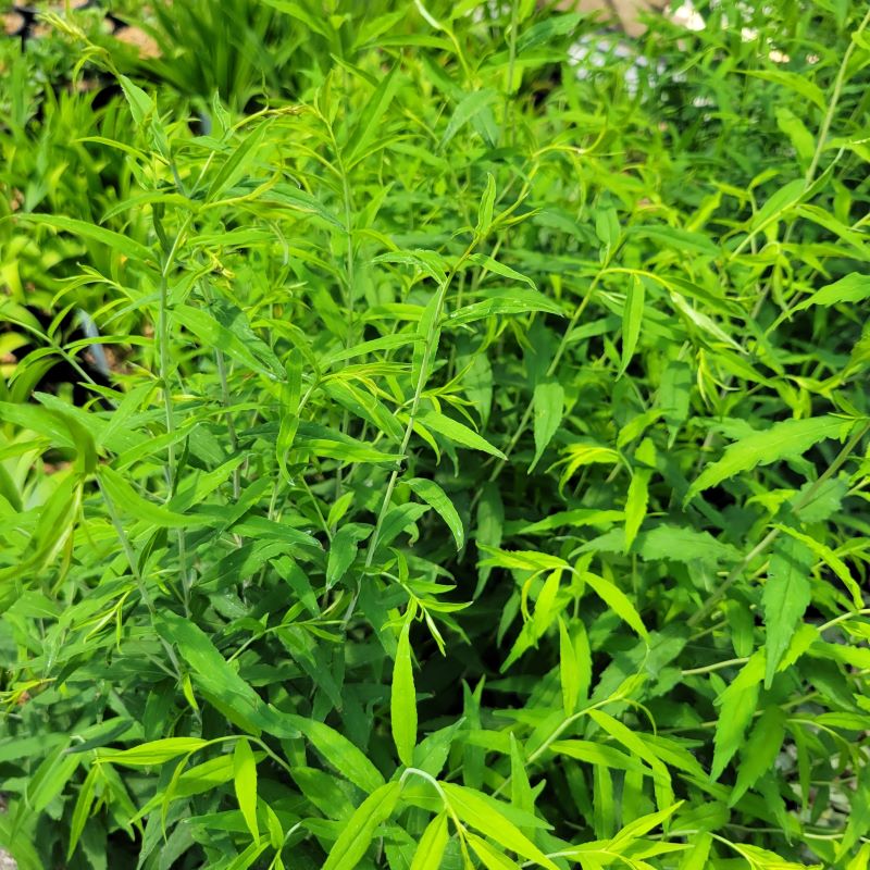 Attractive, lightly blue-hued foliage of Solidago caesia (Blue-stemmed Goldenrod) grown in quart-sized pots