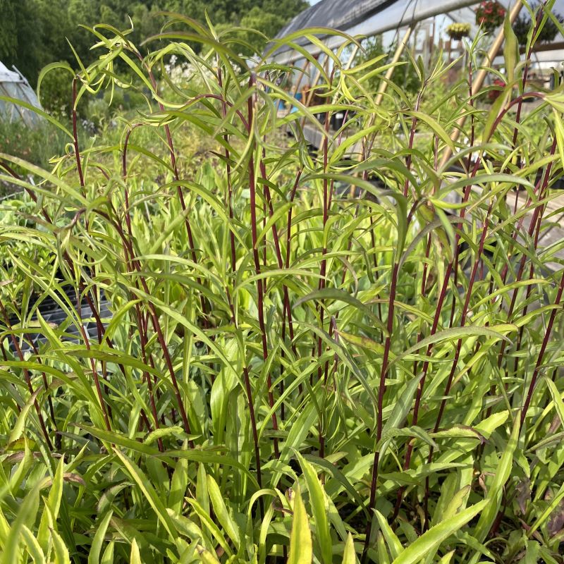 Mature Solidago juncea (Early Goldenrod) foliage and stems.