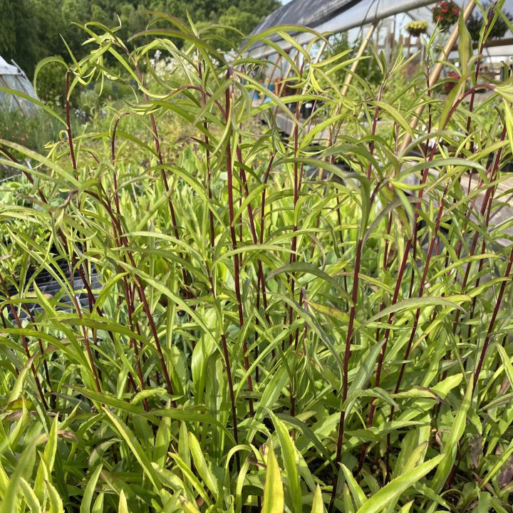 Mature Solidago juncea (Early Goldenrod) foliage and stems.