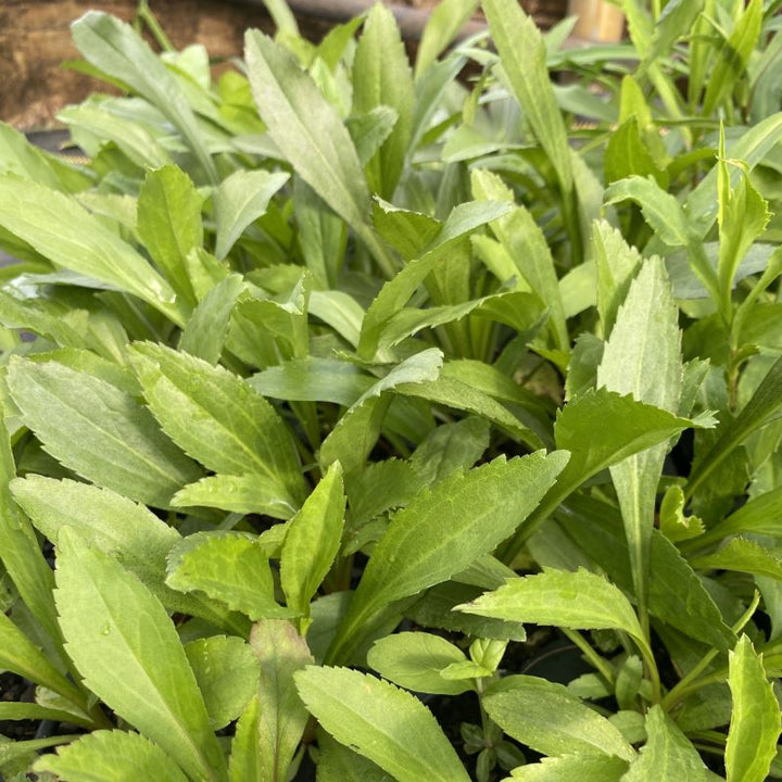 Young Solidago juncea (Early Goldenrod) foliage grown in LP50 size plugs.