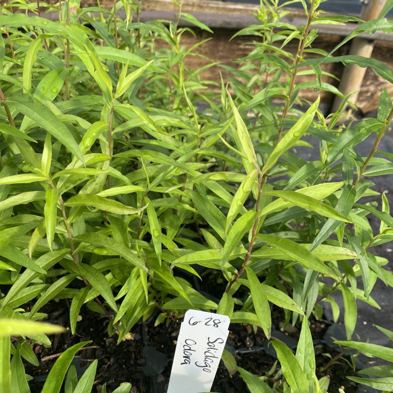 Solidago odora (Sweet Goldenrod) grown as LP50 size plugs.