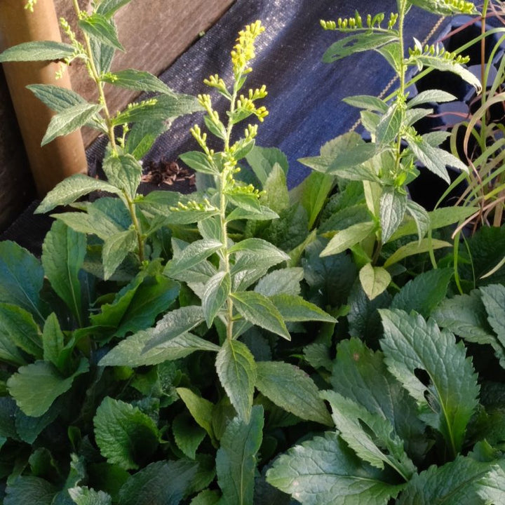 Close-up of Solidago rugosa ((Rough-leaved Goldenrod) with young yellow flowers.