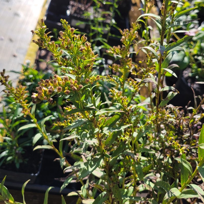 A close-up photo of the succulent green foliage and spent yellow flowers of Solidago sempervirens (seaside goldenrod)