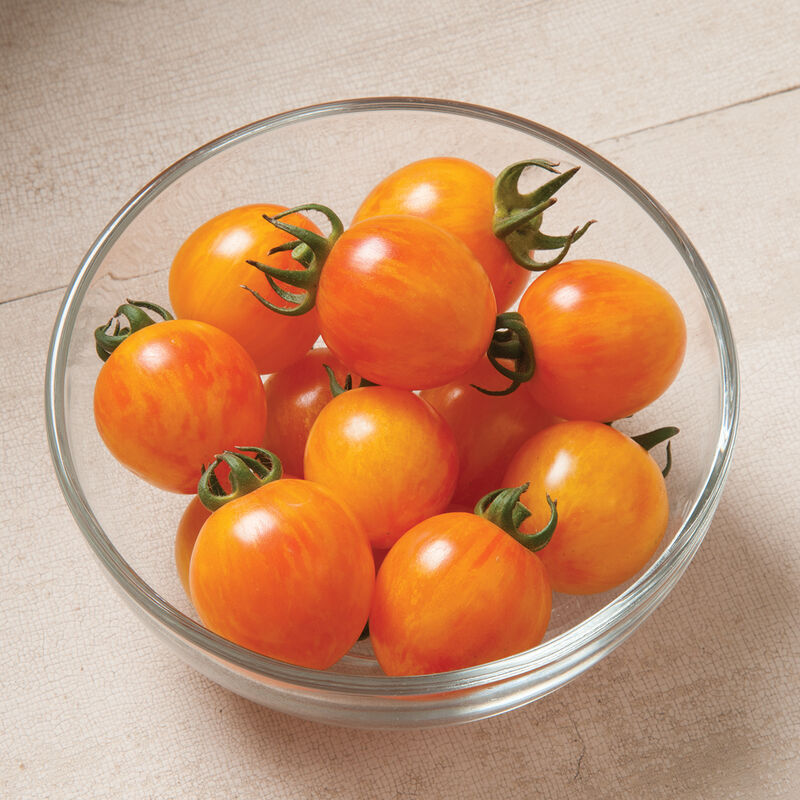 Mature Sunrise Bumble Bee cherry tomatoes with golden yellow skin and pale red stripes.
