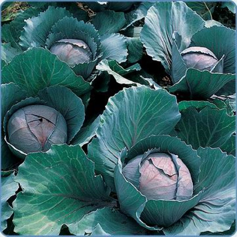 Cabbage Red Unity Grown