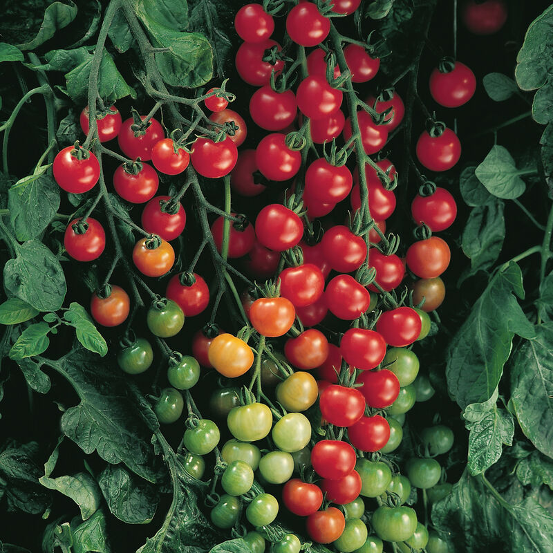 Profuse Supersweet 100 cherry tomato fruits on large vines.