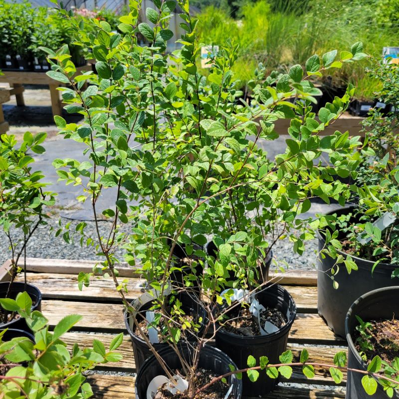 Unique, multi-branching structure of Symphoricarpos orbiculatus (Coralberry)