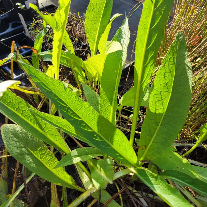 Long, deeply textured green foliage of Symphytum officinale var. patens (True Comfrey)