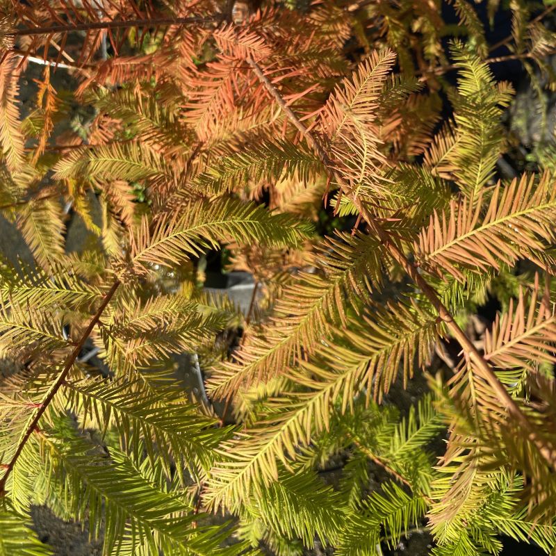 A close-up photo of the bronzey-orange fall foliage of Taxodium distichum (Bald Cypress).