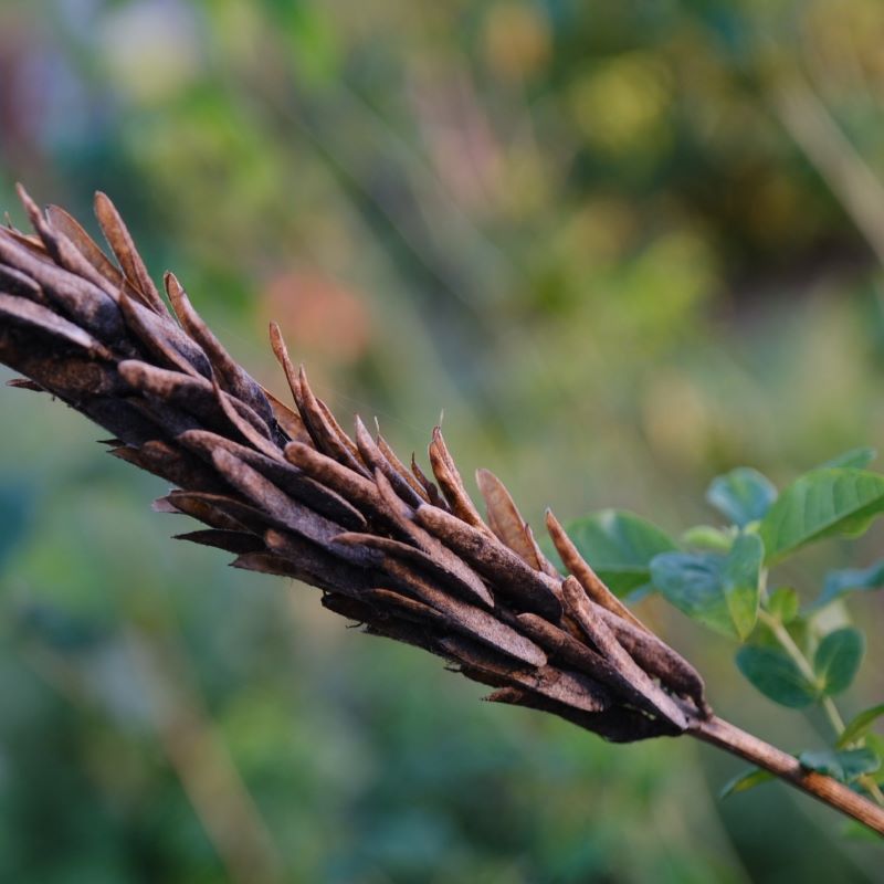 Close up of a thermopsis villosa (Carolina lupine) seed pod.