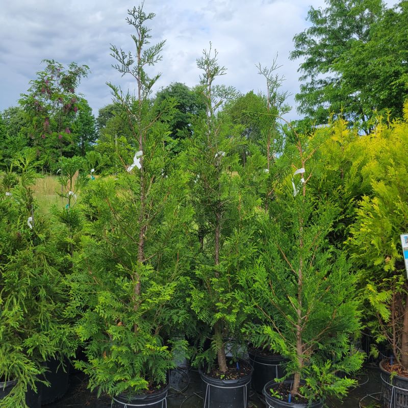 A group of narrow, upright Thuja occidentalis 'American Pillar' (Arborvitae) grown in 7-gallon containers.