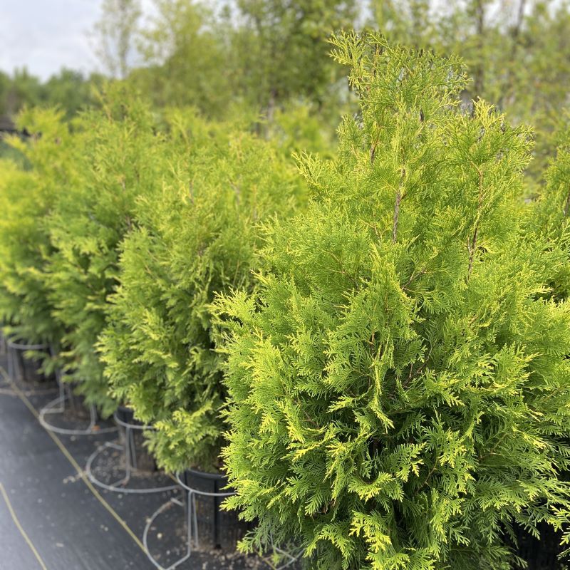 Mature Thuja occidentalis Polar Gold® grown in 7-gallon pots.