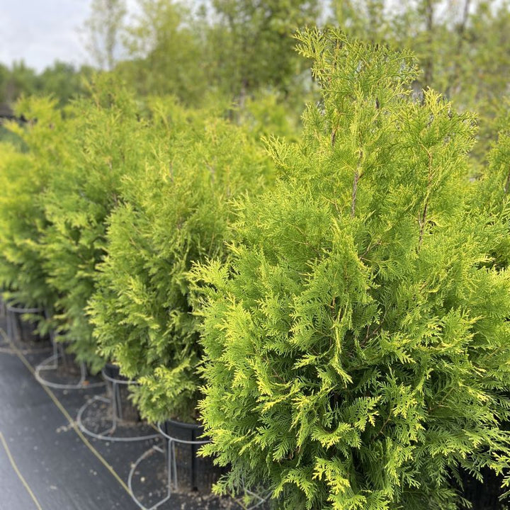 Mature Thuja occidentalis Polar Gold® grown in 7-gallon pots.