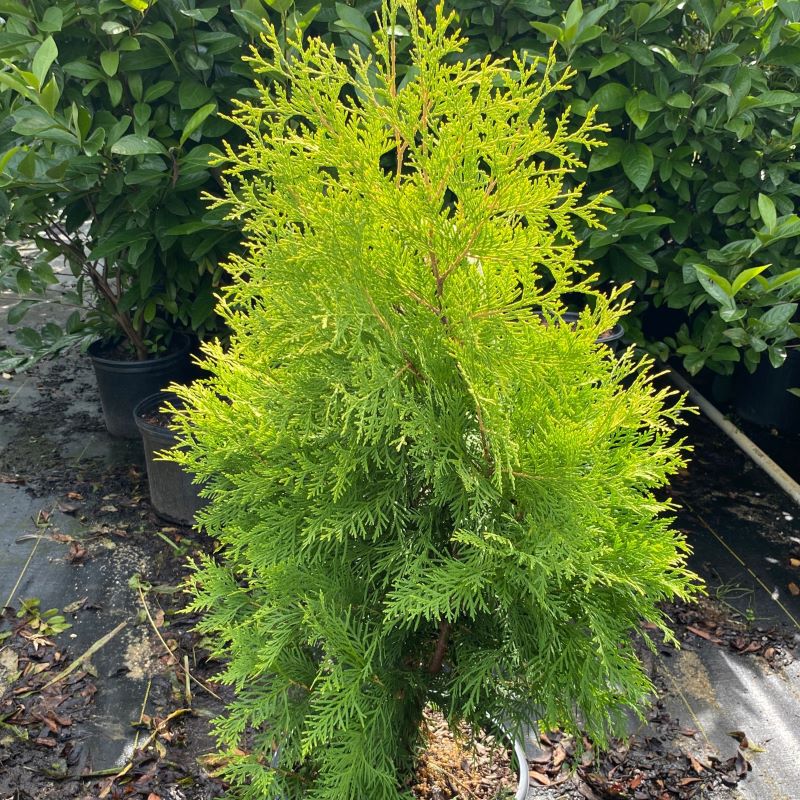 Young Thuja occidentalis Polar Gold® grown in a 3-gallon pot.