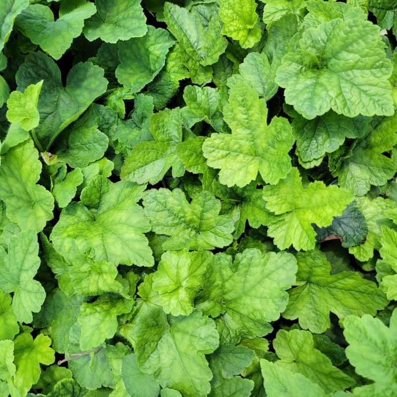 Broad, green, heart-shaped leaves of Tiarella cordifolia (Heartleaf Foamflower)