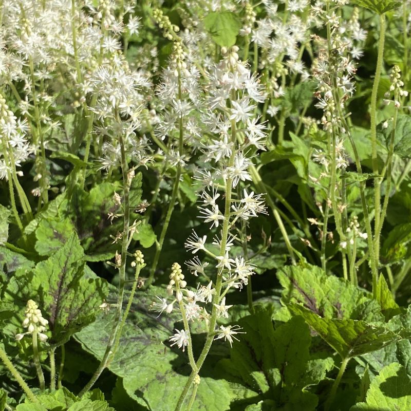 Tiarella cordifolia 'Running Tapestry' (Foamflower) Unity Church Hill