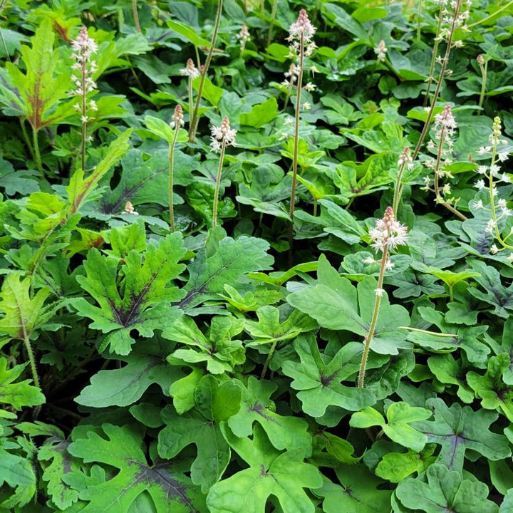 A photo of a large mass of Tiarella cordifolia 'Spring Symphony' grown in 1-gallon containers