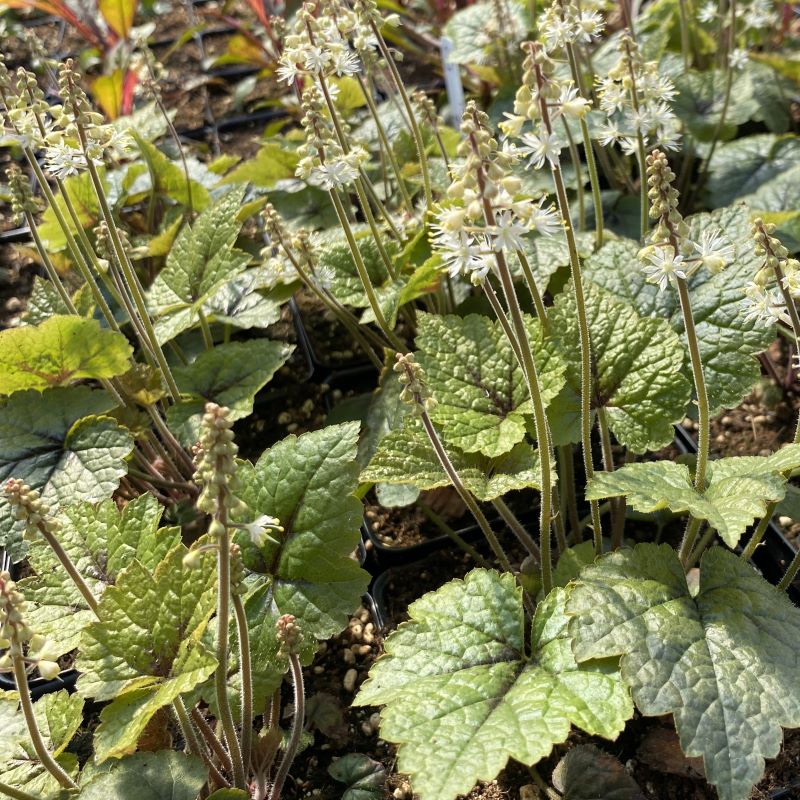 Close up of tiarella cordifolia 'Brandywine' (Foamflower) with white flowers growing in containers. 