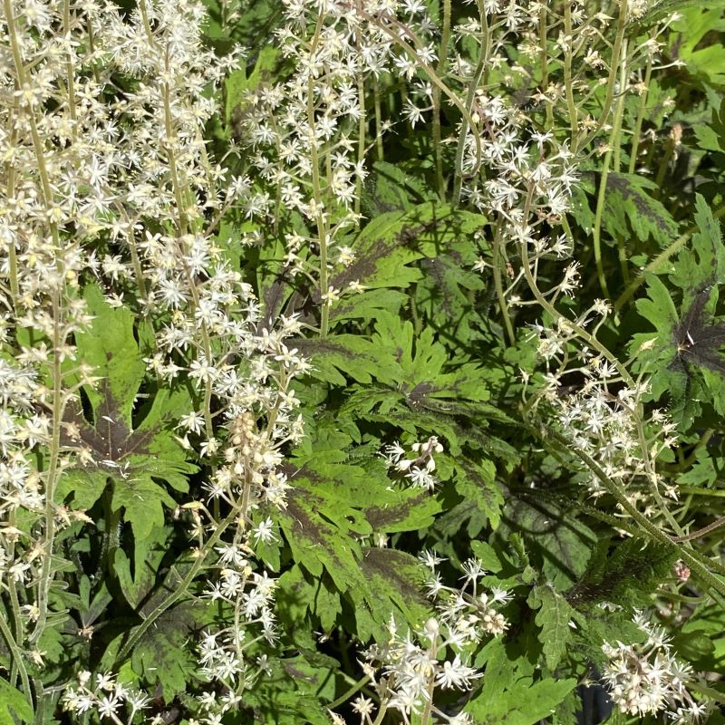 Tiarella x 'Timbuktu' (Foamflower)