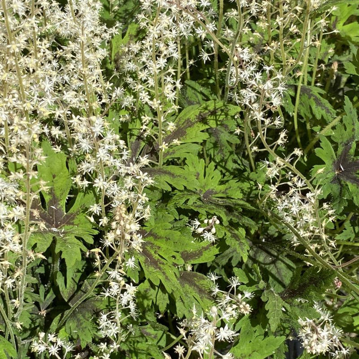 Tiarella x 'Timbuktu' (Foamflower)