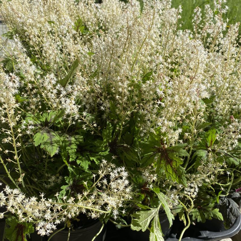 Tiarella x 'Timbuktu' (Foamflower)