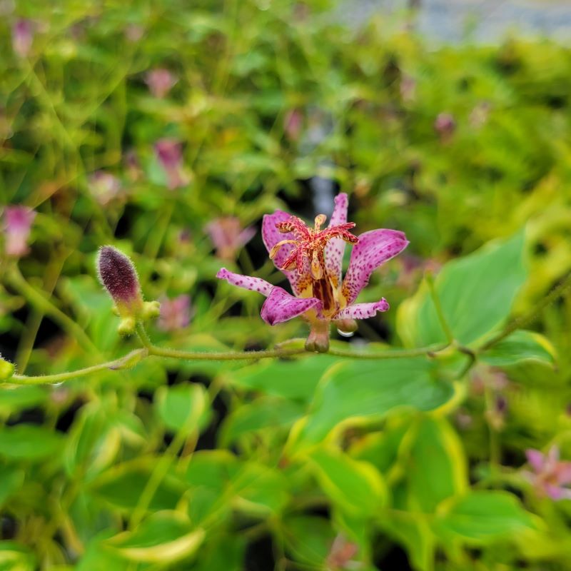 A close-up photo of the a striking purple speckled flower on Trycyrtis formosana 'Gilt Edge' (Toadlily)