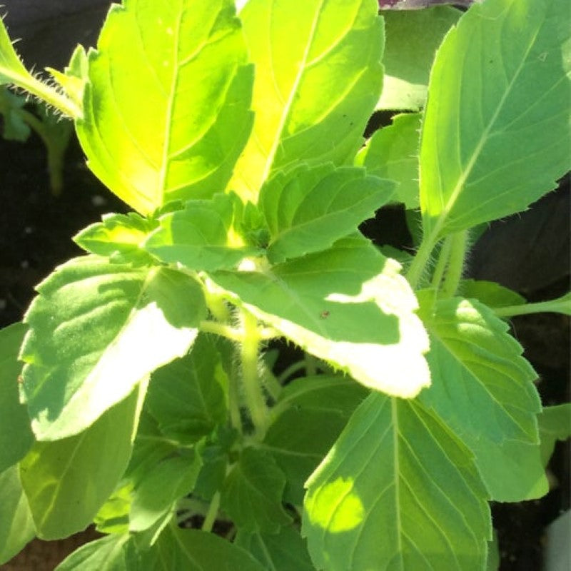 Striking light green tulsi holy basil leaves covered in soft, fine hairs.