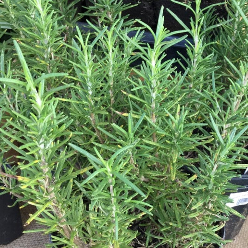 Young Tuscan Blue rosemary springs grown in 4" pots.