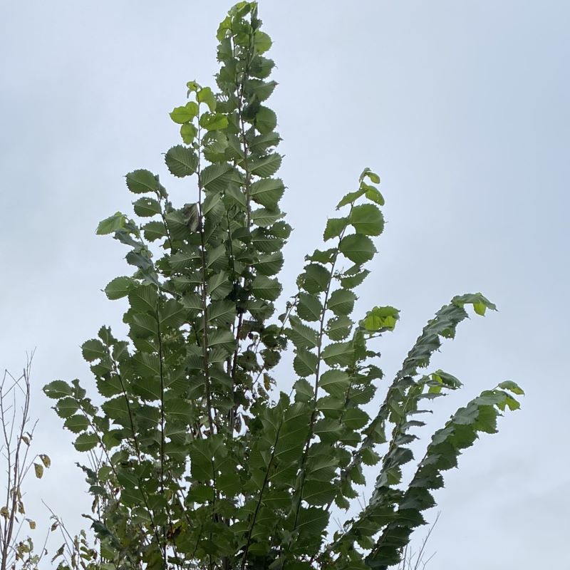 Close-up of upper branches and toothed leaves of Ulmus americana 'Princeton' (American Elm).