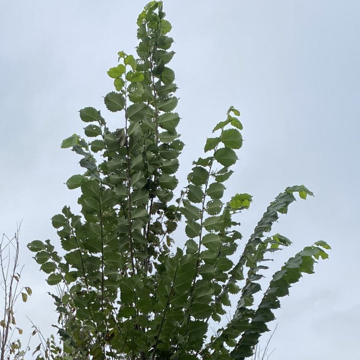 Close-up of upper branches and toothed leaves of Ulmus americana 'Princeton' (American Elm).