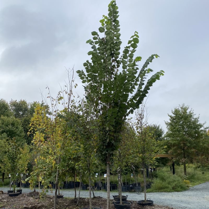 Ulmus americana 'Princeton' (American Elm), 2-inch caliper size.