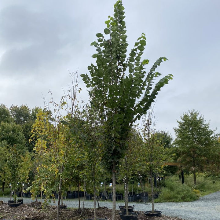 Ulmus americana 'Princeton' (American Elm), 2-inch caliper size.