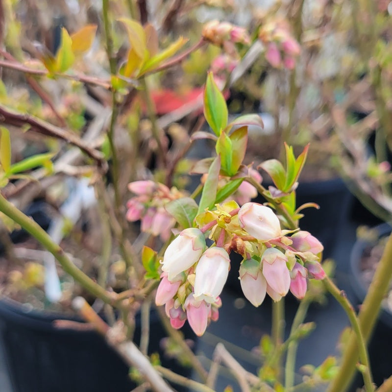 A close-up photo of the large, pink to white, bell-shaped flowers of Vaccinium corymbosum 'Blue Crop' in early spring
