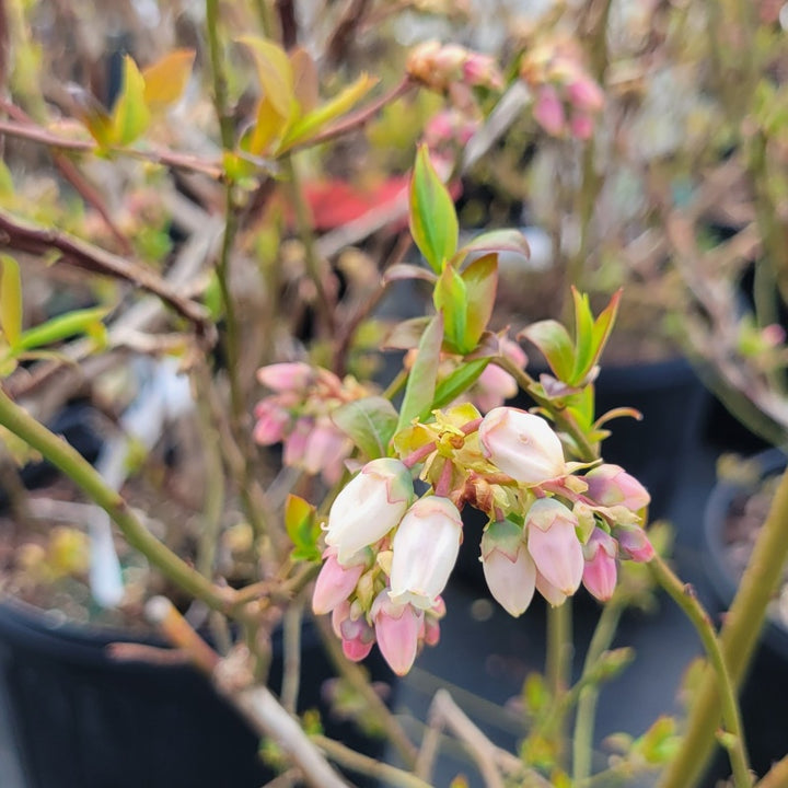 A close-up photo of the large, pink to white, bell-shaped flowers of Vaccinium corymbosum 'Blue Crop' in early spring
