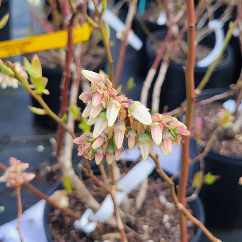 A photo of the cream-white and pink blooms of Vaccinium corymbosum 'Chandler' (highbush blueberry) in early spring.