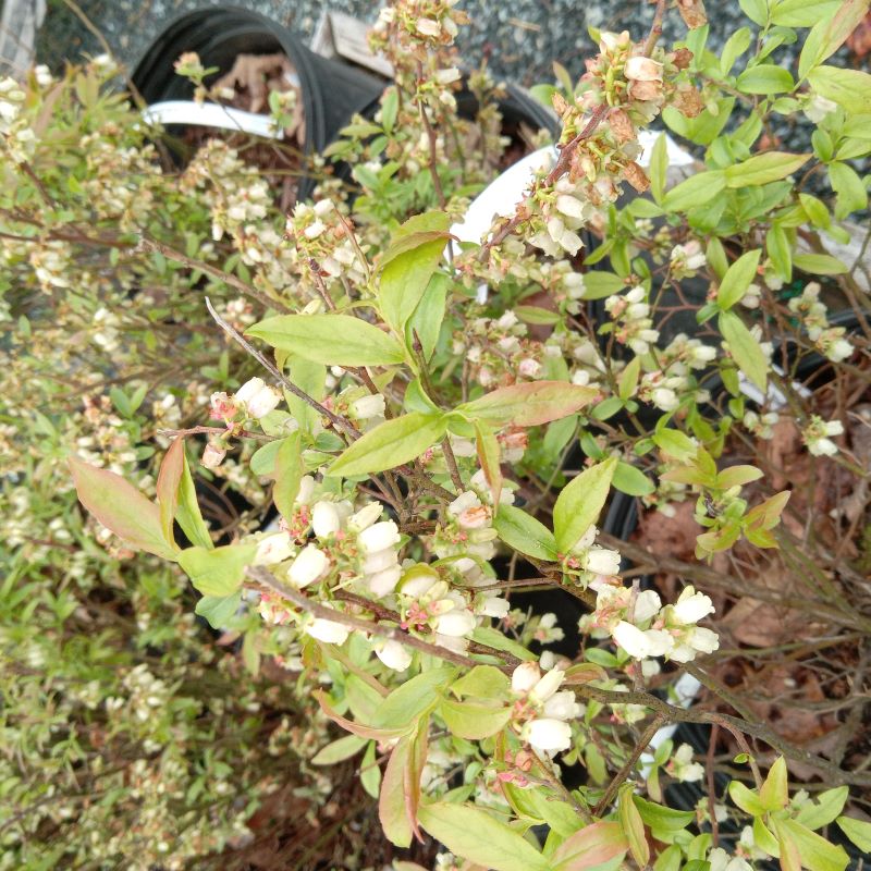 Close-up of the showy, bell-shaped flowers of Vaccinium corymbosum 'Duke' Highbush Blueberry.