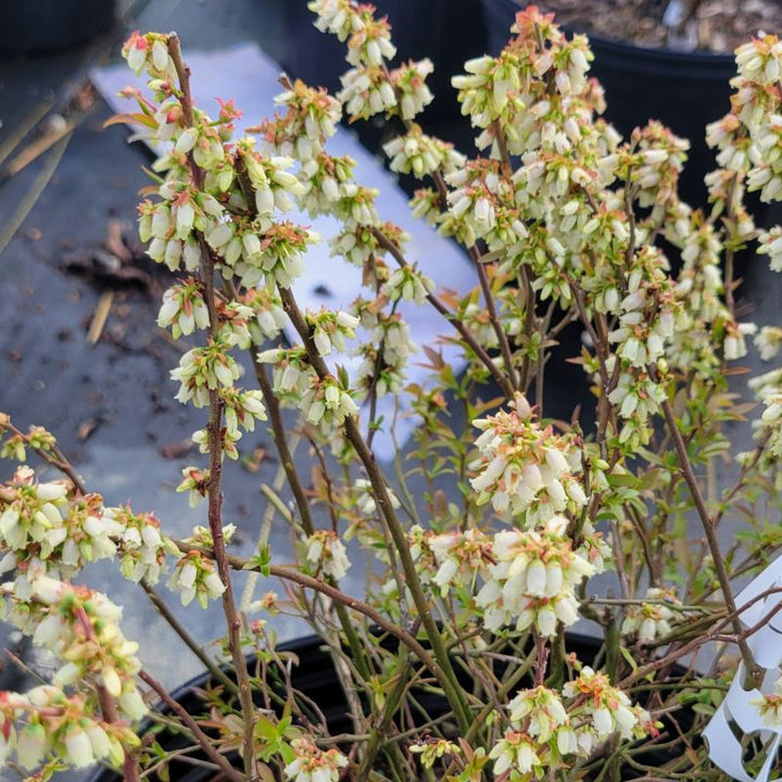 The profuse, white to pink, bell-shaped flowers of Vaccinium angustifolium (lowbush blueberry)