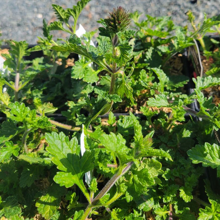 Young foliage and flower buds of Verbena canadensis 'Homestead Purple' grown in quart-sized pots.
