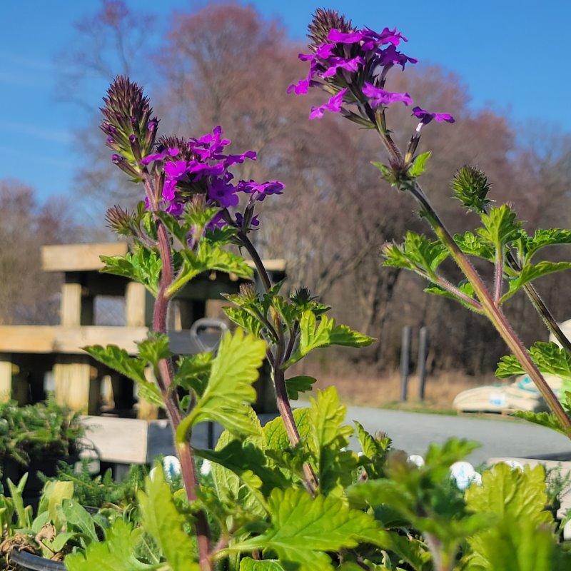 Attractive green foliage and purple blooms of Verbena canadensis 'Homestead Purple'