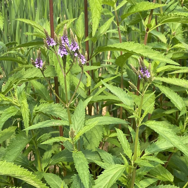 Group of verbena hastata (swamp verbena) with purple flowers.