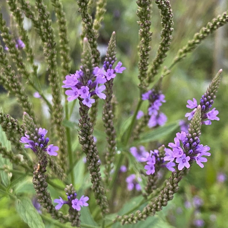 Close up of verbena hastata (swamp verbena) flowering.