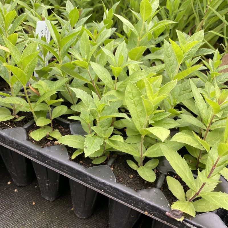 Veronicastrum virginicum (Culver's Root) Unity Grown