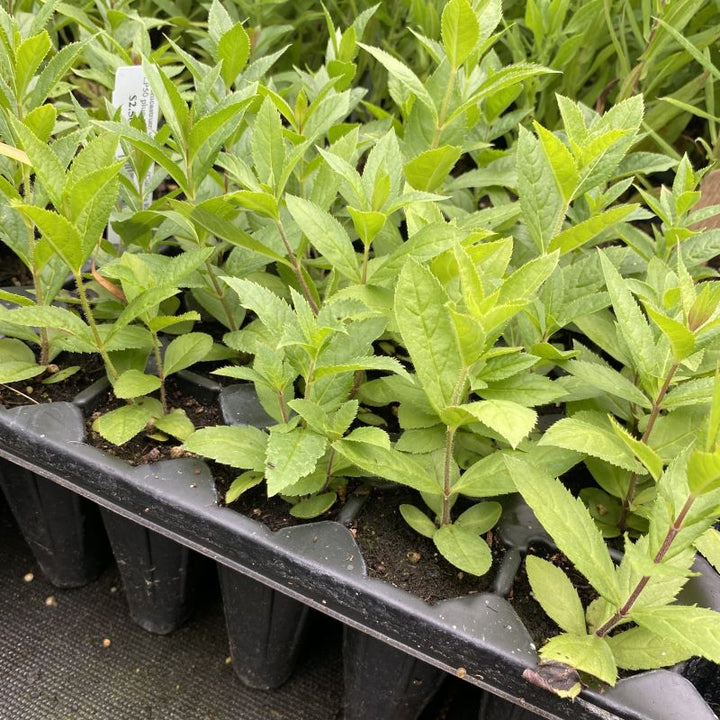 Veronicastrum virginicum (Culver's Root) Unity Grown
