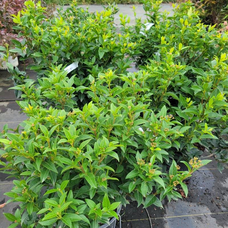 Several Viburnum tinus 'Spring Bouquet' (Laurustinus) plants with evergreen foliage in 3-gallon containers