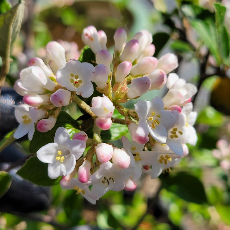 A close-up photo of the rose-pink flower buds and pearl white open blooms on a Burkwood viburnum