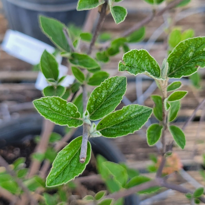 A close-up photo of the wrinkly, bright green leaves of Burkwood's viburnum (Viburnum x burkwoodii)