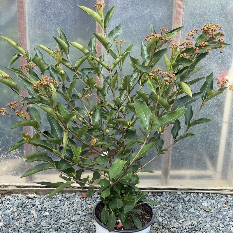 Viburnum cassinoides Lil' Ditty® grown in a 3-gallon pot.