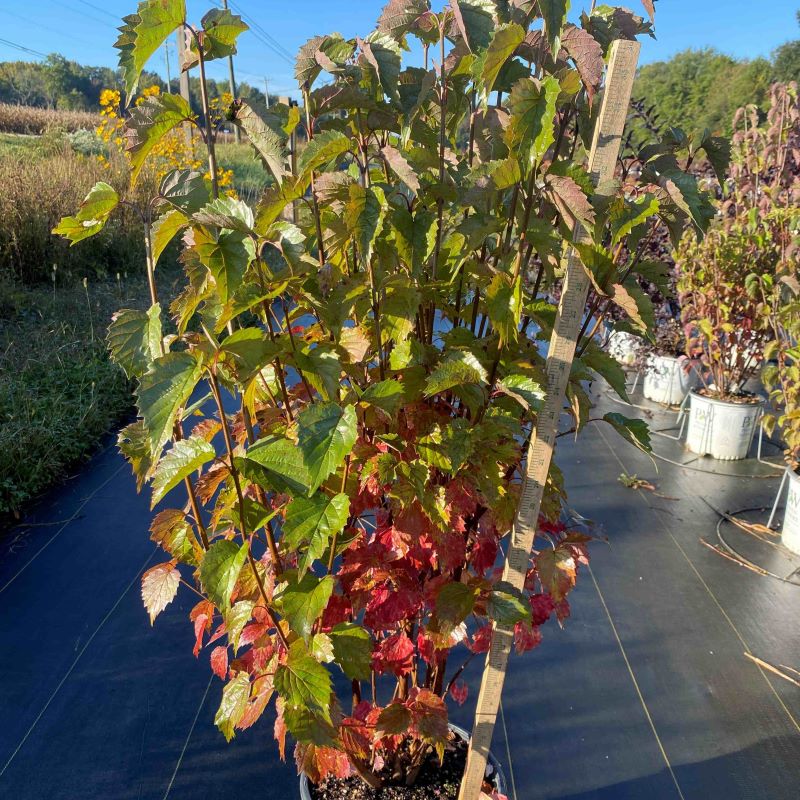 Viburnum dentatum Blue Muffin® beginning to showcase fall colors.