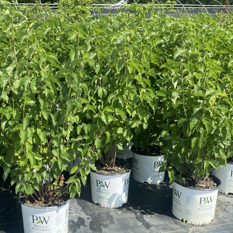 Viburnum dentatum Blue Muffin® grown in 3-gallon pots.